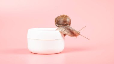snail on a box of moisturizer white cream with mucin, beauty skin care.