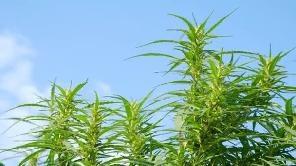 Cannabis Cultivation Green Marijuana Wind Sky Background High Quality Fullhd — Stockvideo