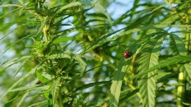 ladybug insect on green leaves of blooming marijuana, cannabis plant closeup High quality FullHD footage