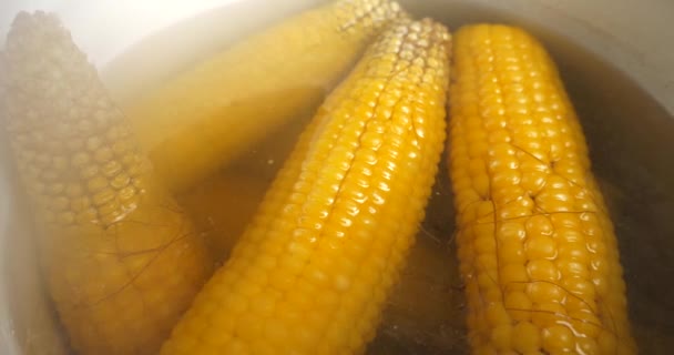 Вареная Кукуруза Варится Кастрюле Кипящей Водой Высококачественные Кадры — стоковое видео