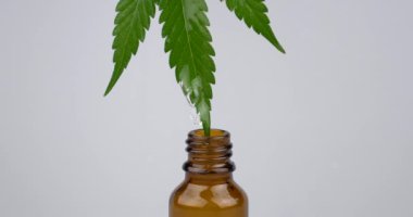 drop on green leaf of medical cannabis extract dripping into a brown bottle. High quality 4k footage