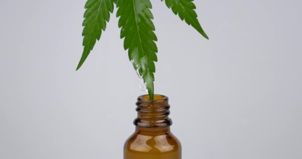 Drop Green Leaf Medical Cannabis Extract Dripping Brown Bottle High — Video Stock