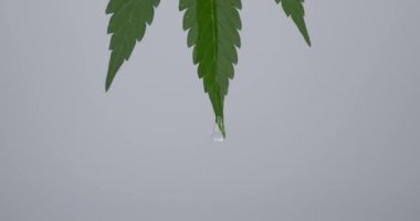 falling drop from a green cannabis leaf on a gray background. High quality 4k footage