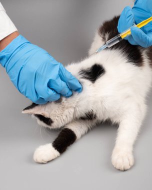 veterinarian with a syringe makes an injection to a kitten.