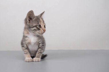 fluffy little gray kitten with copy space, cat  banner mockup.