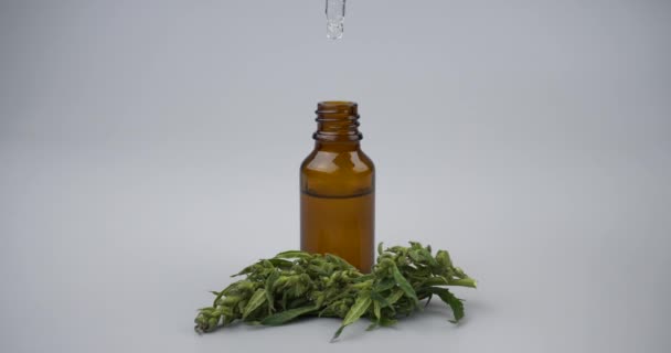 Hemp Oil Bottle Green Cannabis Bud Close Medicinal Extract Marijuana — Stock Video
