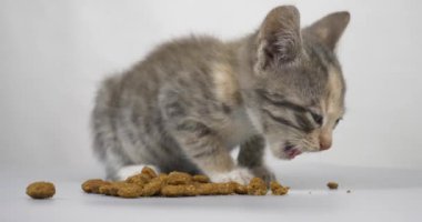 gray kitten eats dry food, little cat having lunch on the floor High quality 4k footage