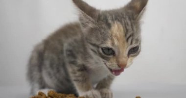 little hungry kitten choke on dry food. High quality 4k footage