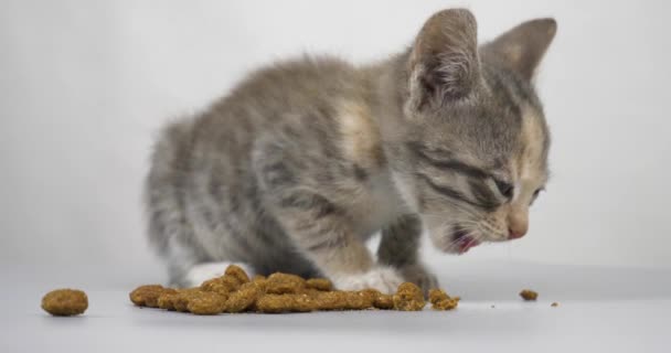 Gray Kitten Eats Dry Food Little Cat Having Lunch Floor — Video Stock