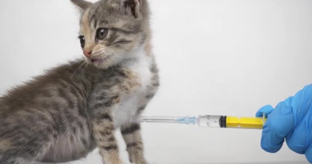 Harmful Kitten Veterinarians Reception Fights Syringe High Quality Footage — Stock Video