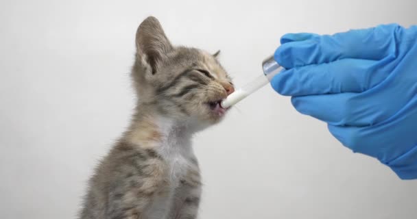 Doctor Hand Feeds Milk Pipette Small Kitten High Quality Footage — Stockvideo
