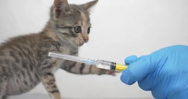 Veterinarian Syringe Plays Small Gray Kitten Little Cat Afraid Injection — стоковое видео