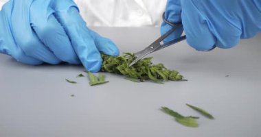 trimming marijuana buds with scissors in blue gloves on a white background. High quality 4k footage