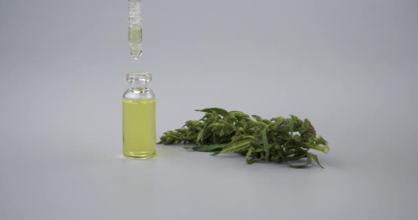 Marijuana Cbd Oil Pipette Green Cannabis Bud High Quality Footage — Vídeo de Stock