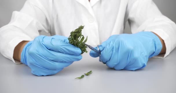 Trimming Buds Hemp Drug Trimmed Medical Cannabis Flower Weed Hand — Vídeo de stock