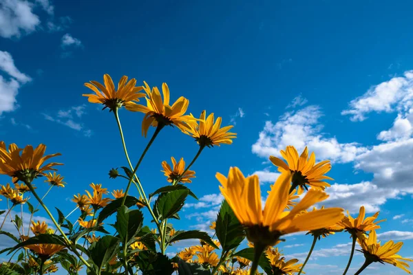 Желтые Дикие Цветы Тянутся Голубому Облачному Небу — стоковое фото