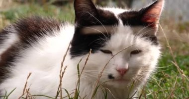 Siyah beyaz kedi yavrusu çimlerin üzerinde güneşleniyor. Doğanın derinliklerinde dinleniyor. Yüksek kalite 4k görüntü