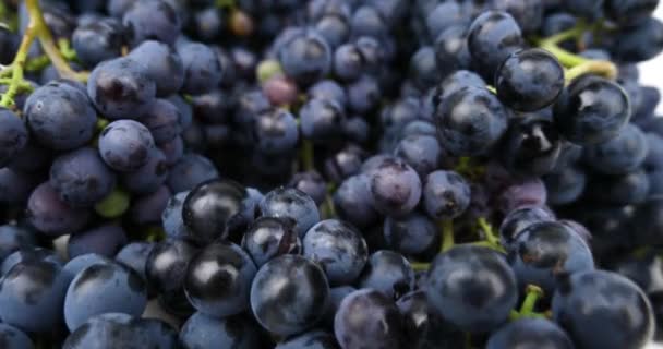 Uvas Colheita Vinho Fresco Azul Imagens Alta Qualidade — Vídeo de Stock