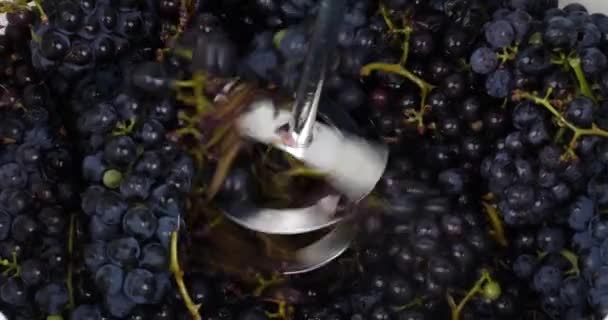Mletí Čerstvých Hroznů Víno Proces Výroby Vína Vysoce Kvalitní Záběry — Stock video