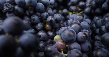 Şarap için koyu mavi üzümler. Yüksek kalite 4k görüntü