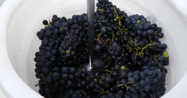 Verse Druiven Breken Rode Wijn Maken Hoge Kwaliteit Beeldmateriaal — Stockvideo