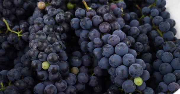 Uva Vino Fresca Blu Scuro Primo Piano Filmati Alta Qualità — Video Stock