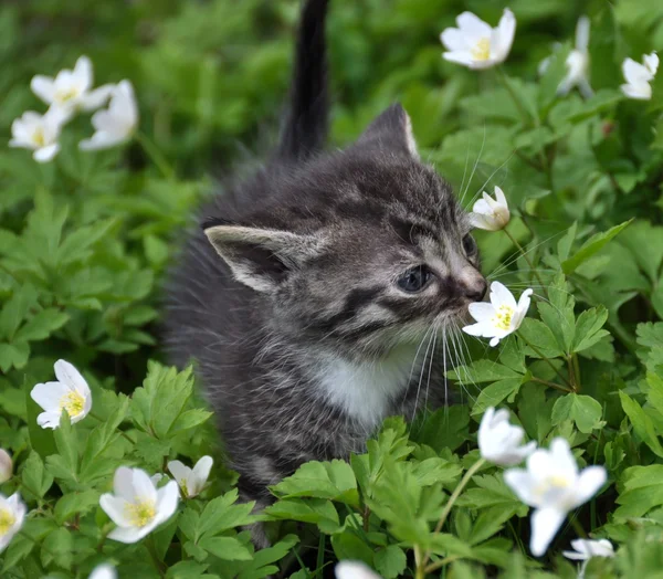 Gatito oliendo flores — Foto de Stock