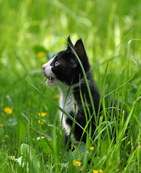 Lindo gatito en hierba alta — Foto de Stock