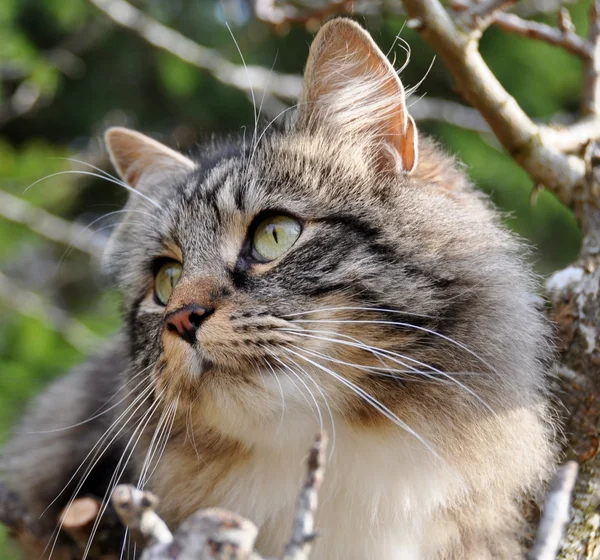 Gatto della foresta norvegese — Foto Stock