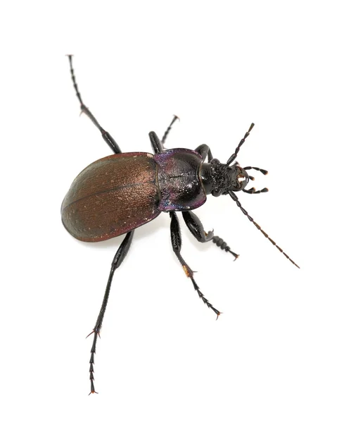 Ziemi beetle — Zdjęcie stockowe