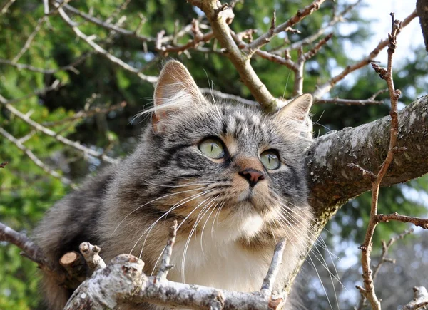 Γάτα στο δέντρο — Φωτογραφία Αρχείου