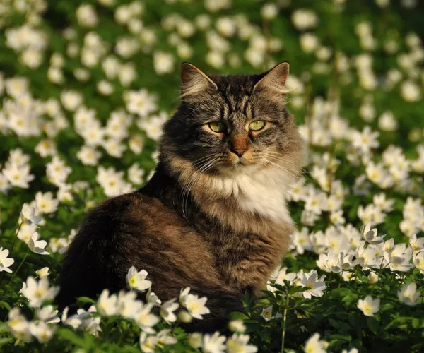 Gato da floresta — Fotografia de Stock