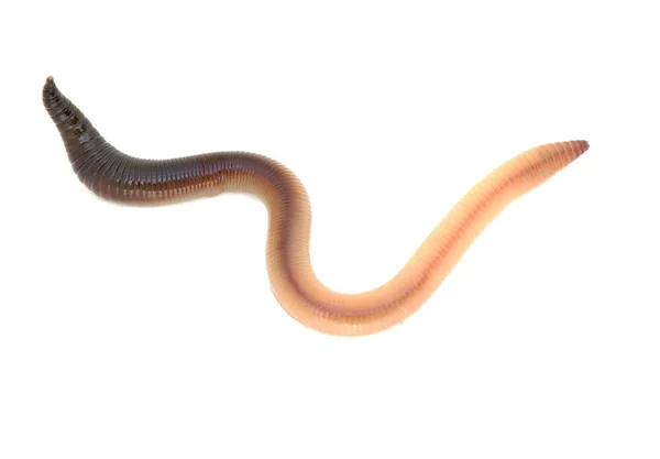 Earth worm — Stock Photo, Image