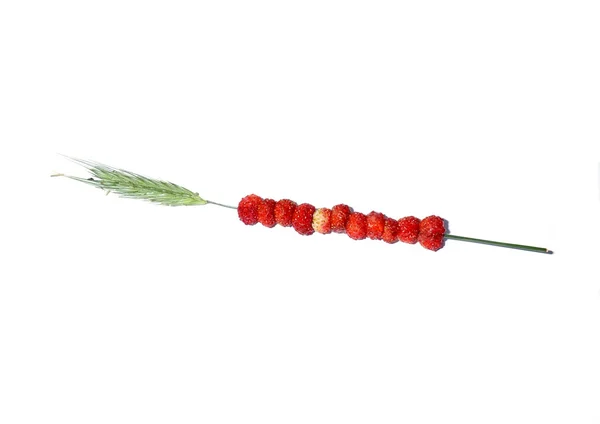 Wild strawberries on straw — Stock Photo, Image