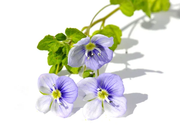 Veronica filiformis