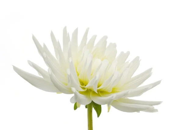 White dahlia — Stock Photo, Image