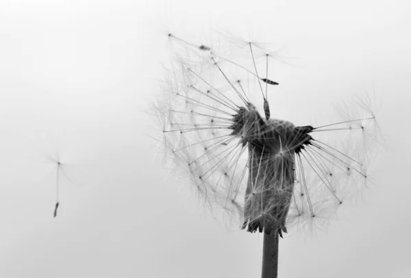 Dandelion seeds — Stock Photo, Image