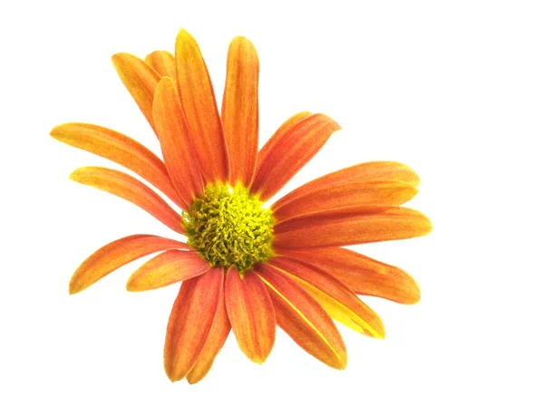 Marguerite.