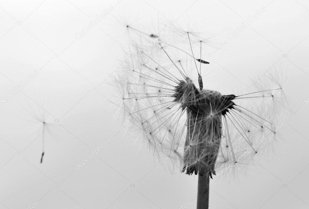 Dandelion seeds