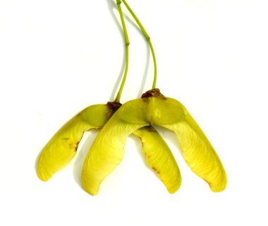akçaağaç tohumu