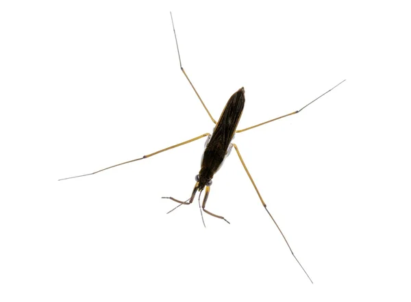 Water strider — Stock Photo, Image