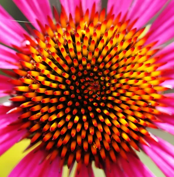 Echinea tennesseensis