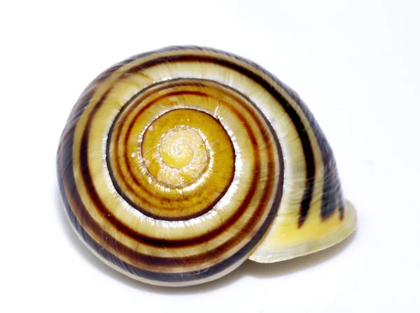 Caracol de jardín — Foto de Stock