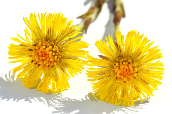 Coltsfoot — Stok fotoğraf