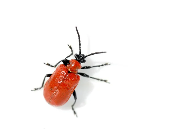 Besouro-lírio-vermelho — Fotografia de Stock