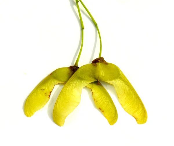 Maple seed — Stock Photo, Image