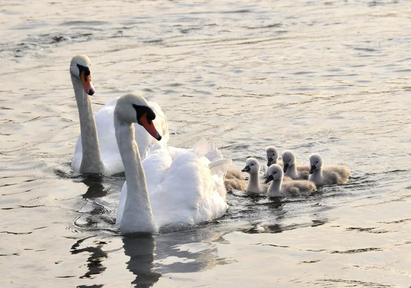 Kuğu aile