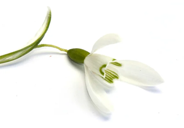 Snowdrop — Stock Photo, Image