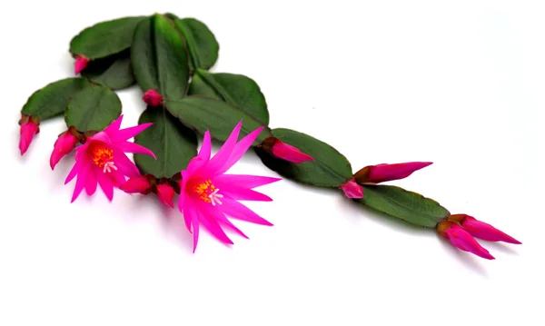 Pink cactus flowers — Stock Photo, Image