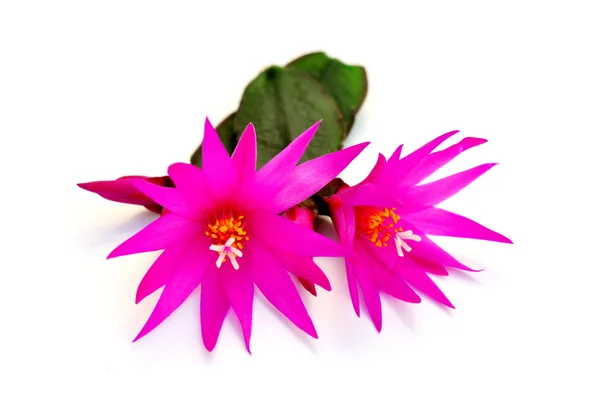 Pink cactus flowers — Stock Photo, Image